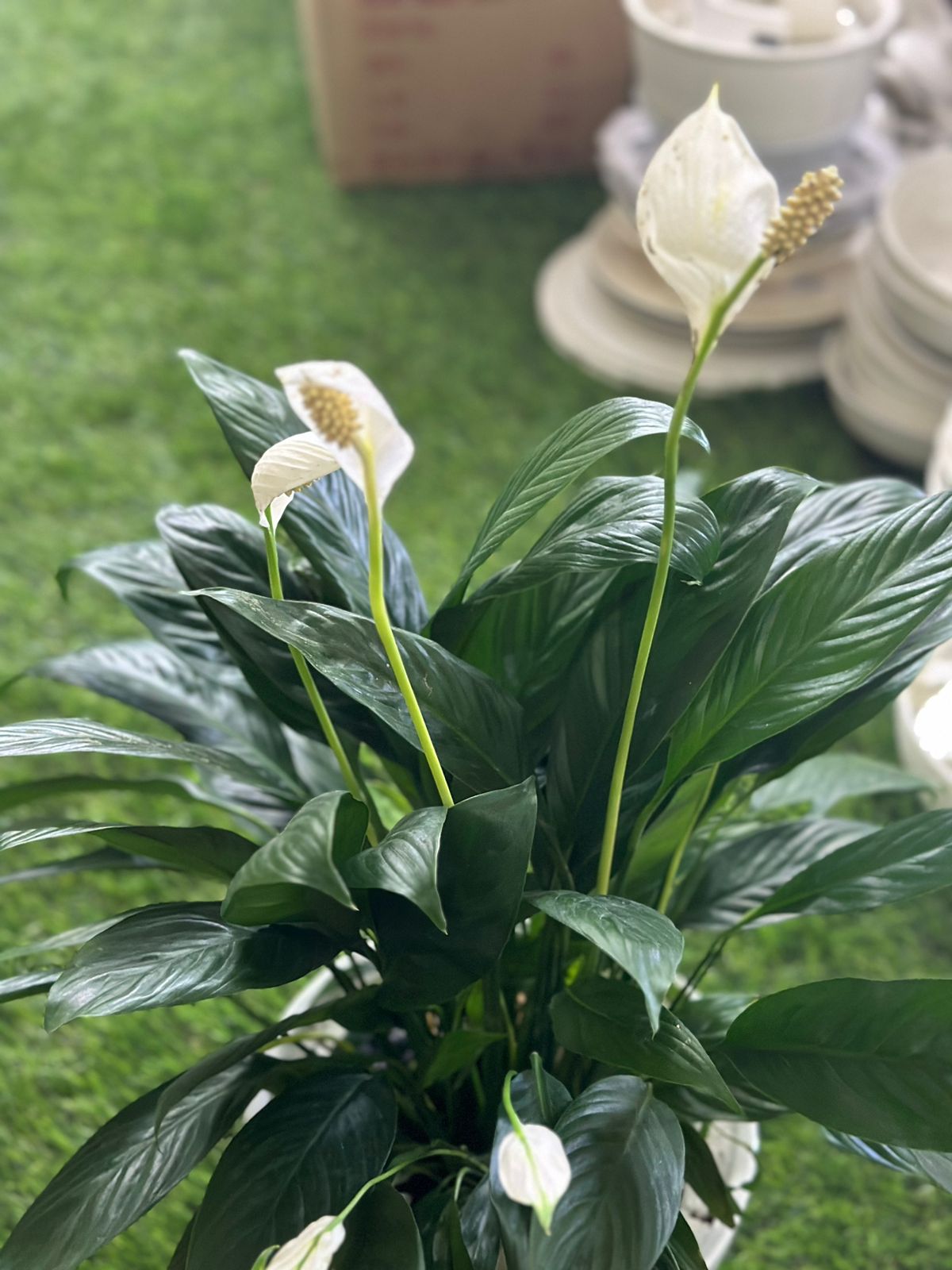 Large Peace Lily Plant with Porcelain Vase