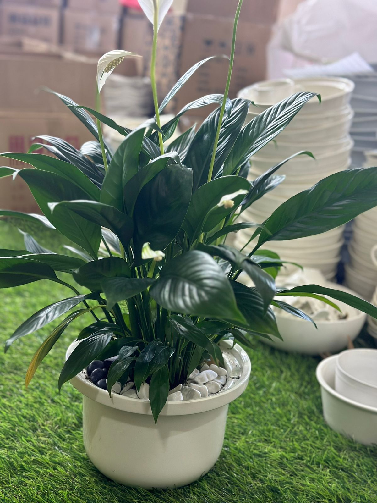 Large Peace Lily Plant with Porcelain Vase