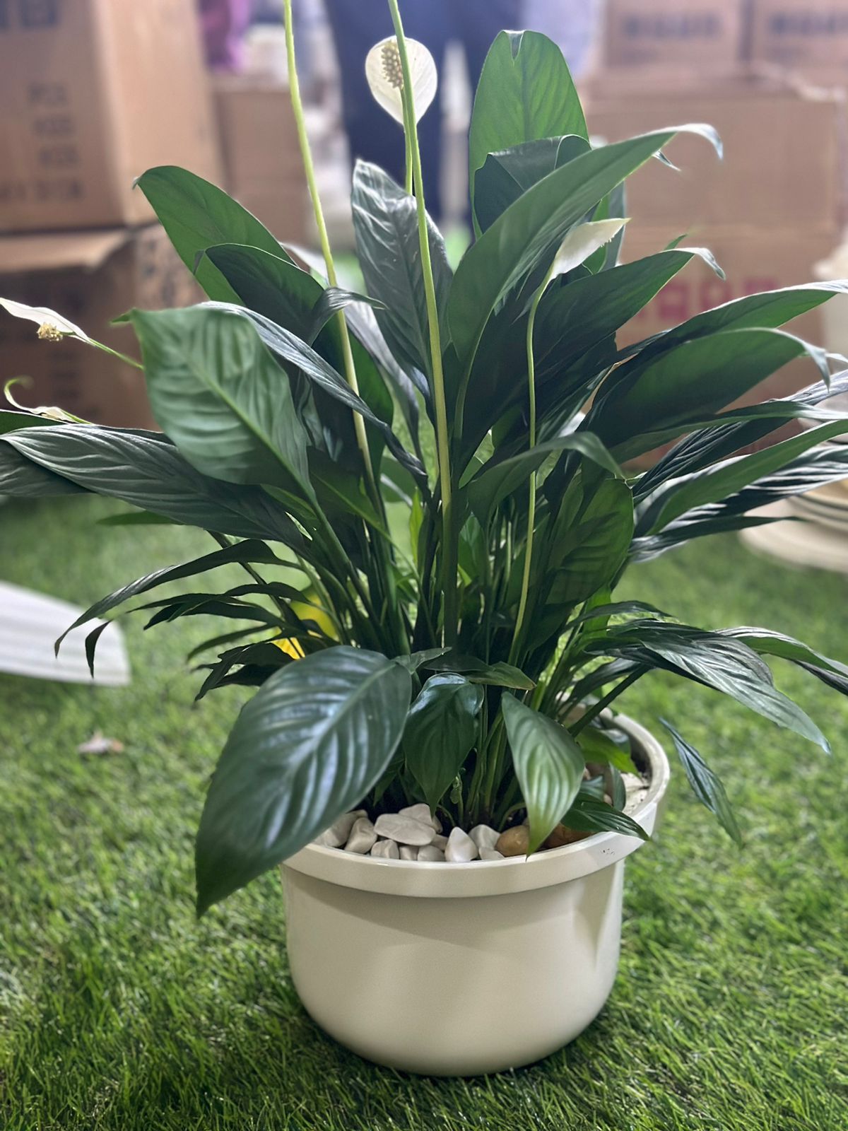 Large Peace Lily Plant with Porcelain Vase