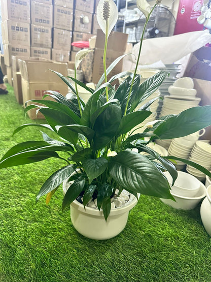 Large Peace Lily Plant with Porcelain Vase