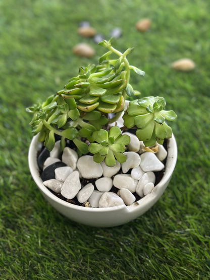 Medium Natural Cactus Plant with Porcelain Vase