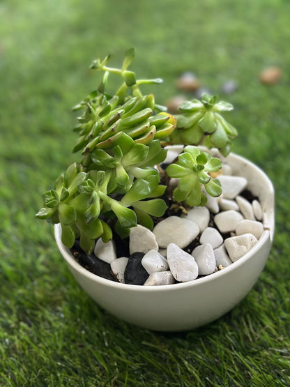 Medium Natural Cactus Plant with Porcelain Vase