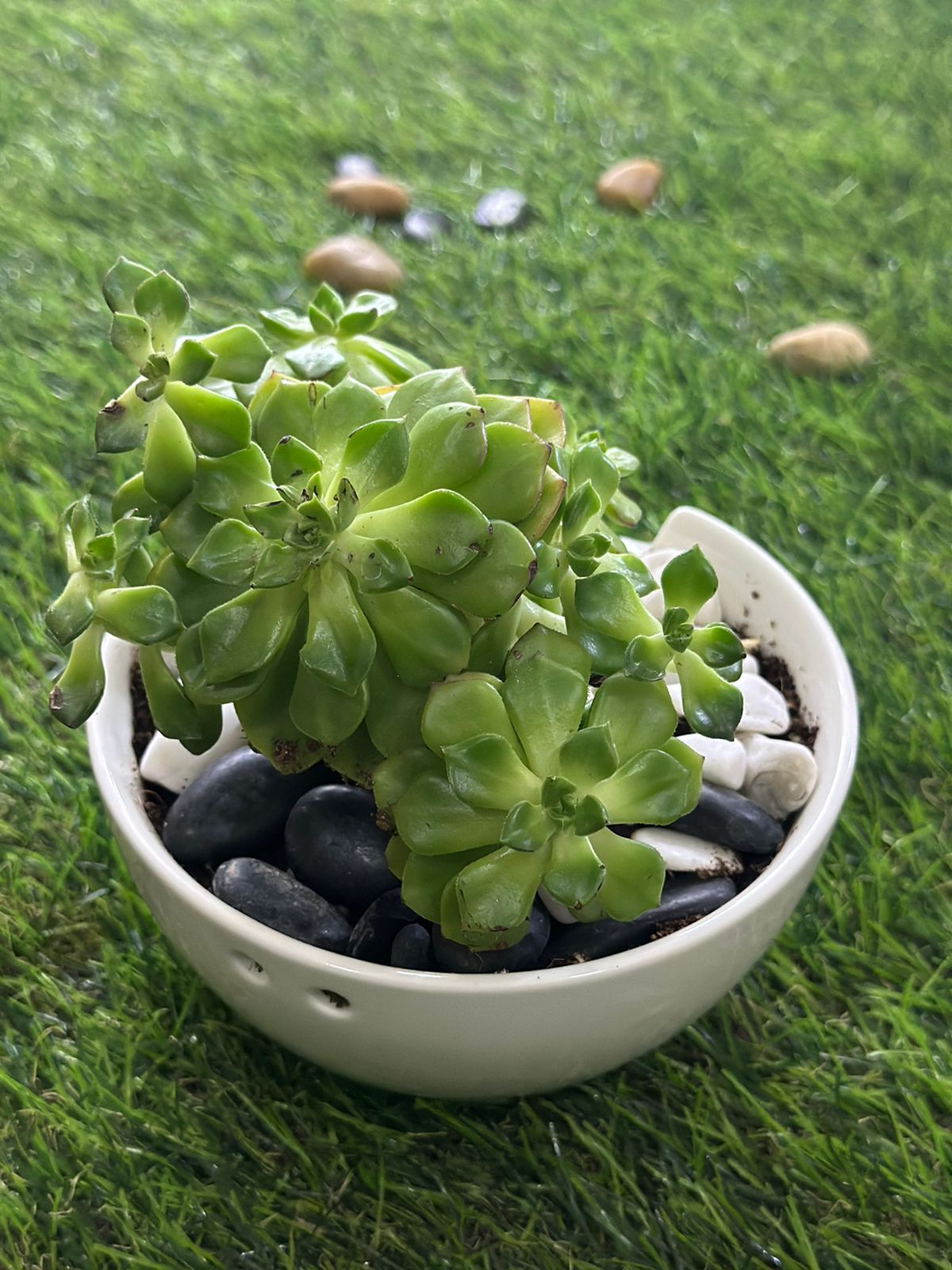 Medium Natural Cactus Plant with Porcelain Vase