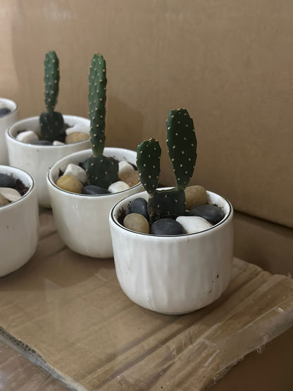 Small Natural Cactus Plant with Porcelain Vase styl6