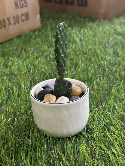 Small Natural Cactus Plant with Porcelain Vase styl6