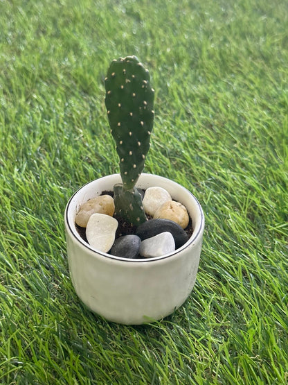 Small Natural Cactus Plant with Porcelain Vase styl6