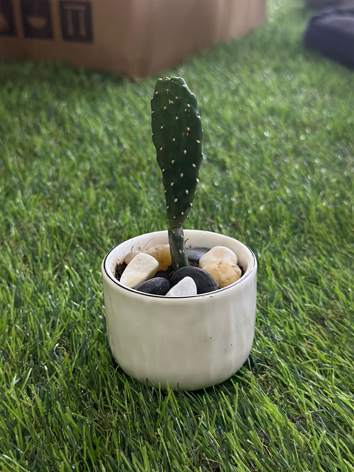 Small Natural Cactus Plant with Porcelain Vase styl6