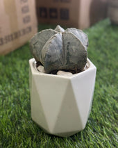 Small Natural Cactus Plant with Porcelain Vase styl2