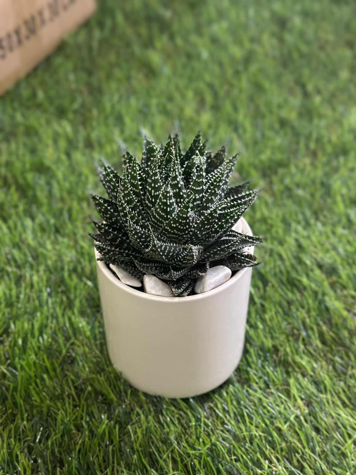 Small Natural Cactus Plant with Porcelain Vase styl4