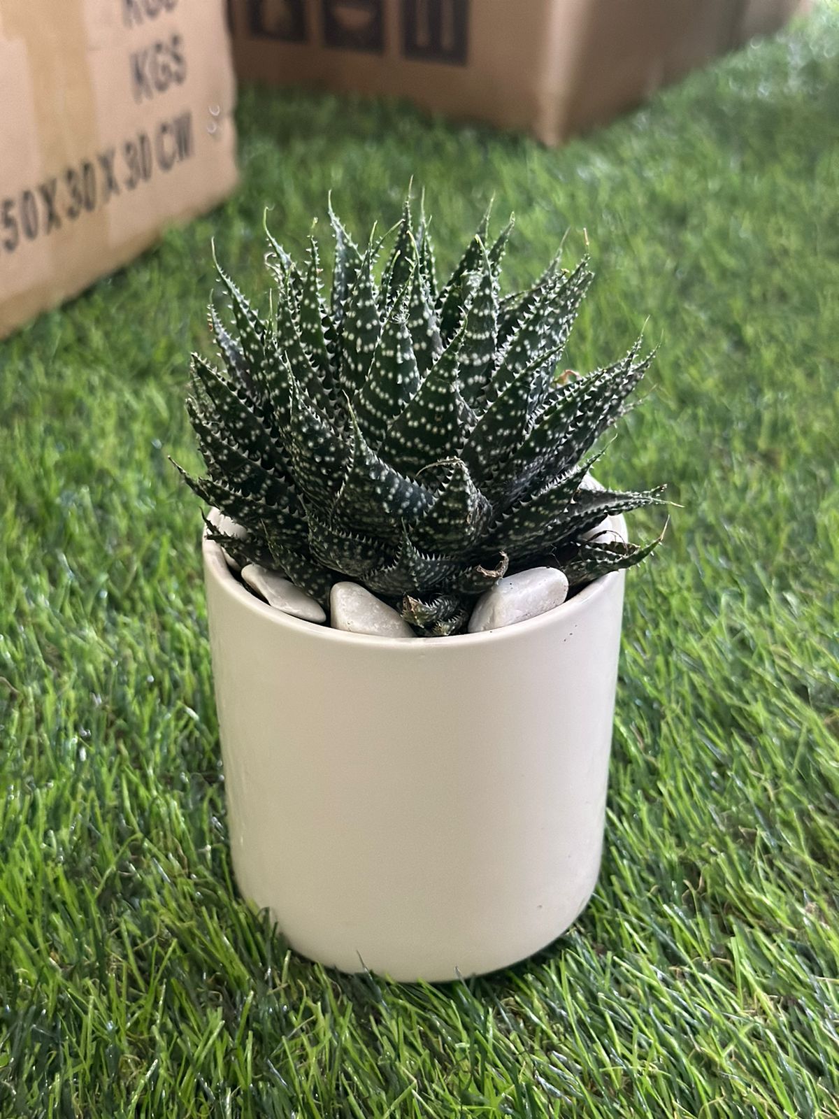 Small Natural Cactus Plant with Porcelain Vase styl4