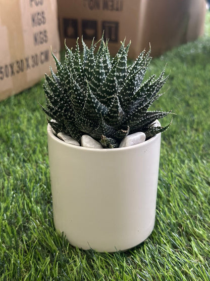 Small Natural Cactus Plant with Porcelain Vase styl4