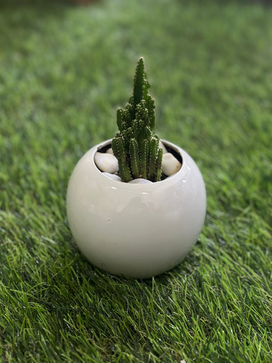 Small Natural Cactus Plant with Porcelain Vase styl5